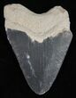 Bargain Bone Valley Megalodon Tooth #11082-1